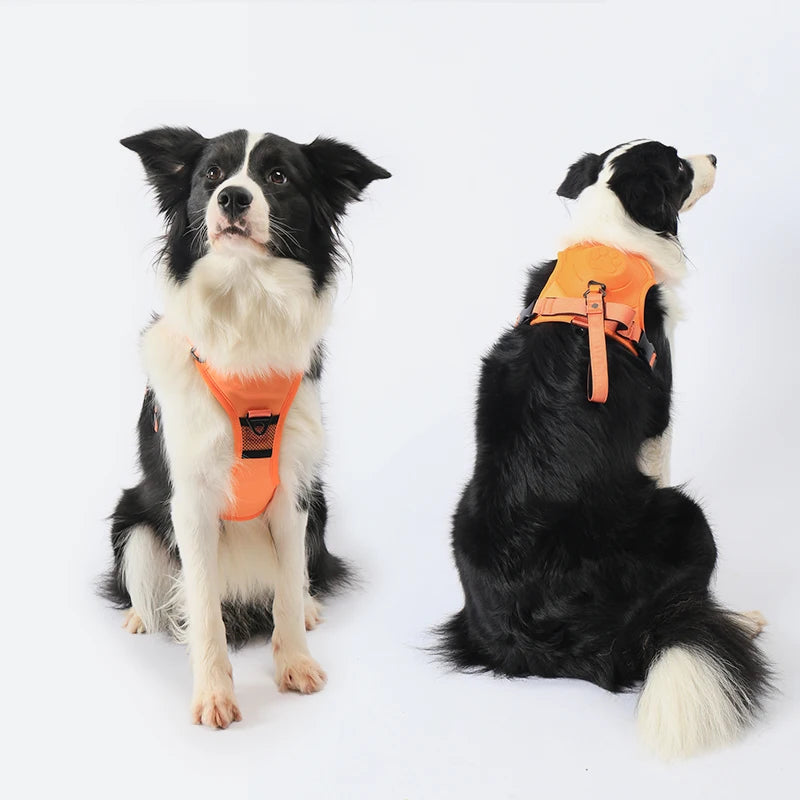 SecureFit Dog Harness & Leash