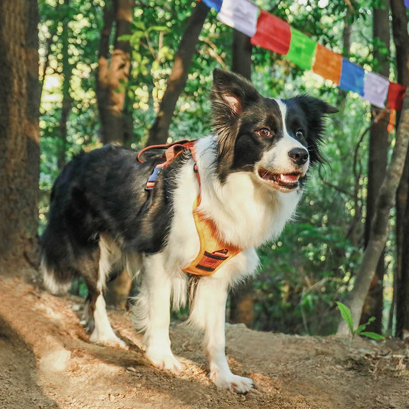SecureFit Dog Harness & Leash